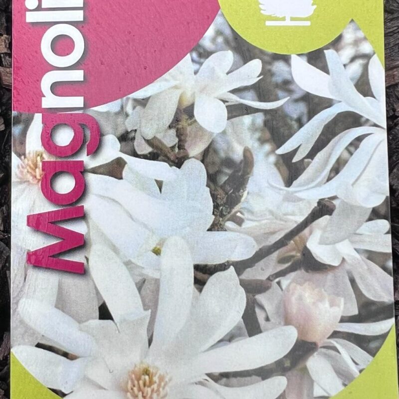 Magnolia ‘Stellata’ 5 6ft