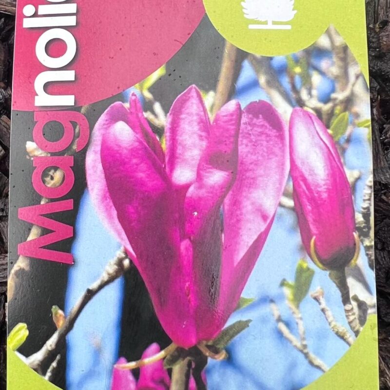 Magnolia ‘Susan’ 5 6ft