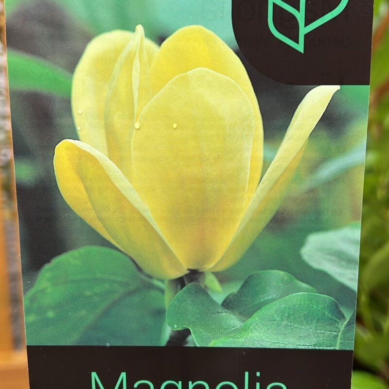 Magnolia ‘yellow bird ‘  7ltr 5ft