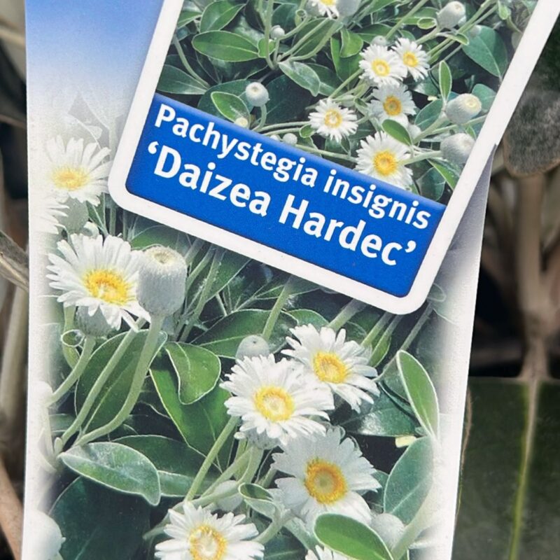 Pachystegia insignis Daizea Hardec 3ltr