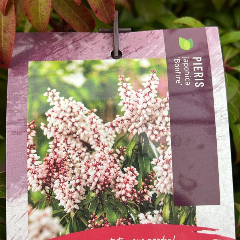 Pieris Japonica Bonfire