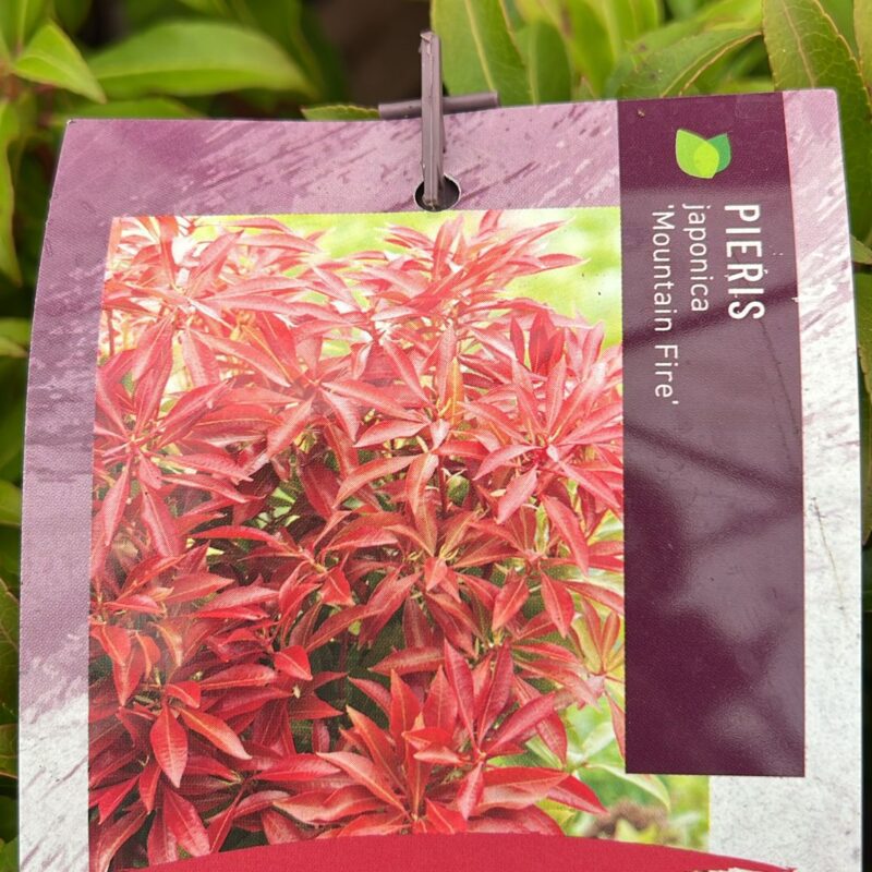 Pieris Japonica Mountain Fire