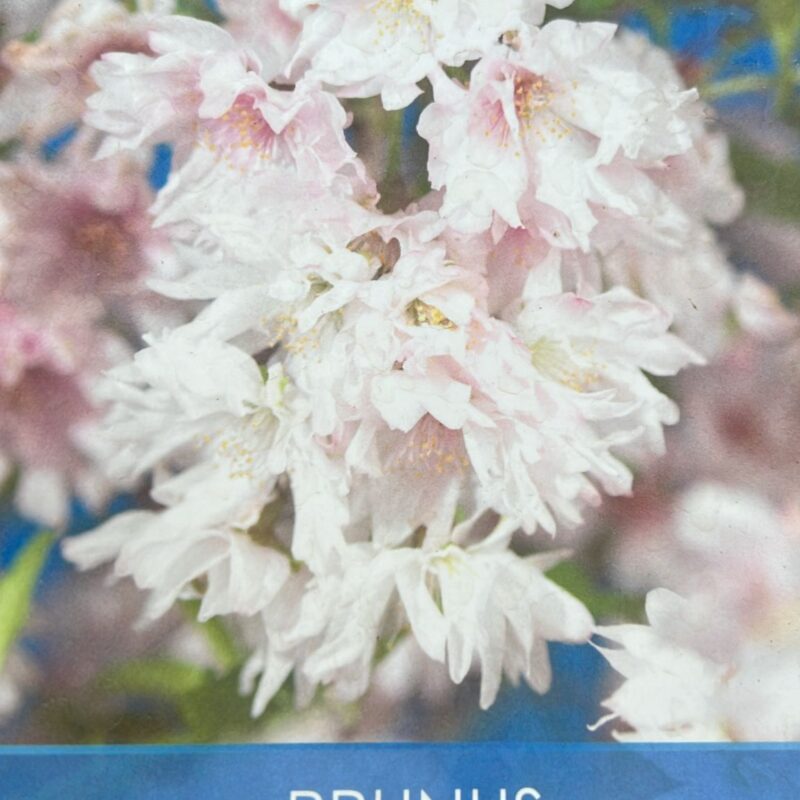 Prunus Incisa 'Oshidori'