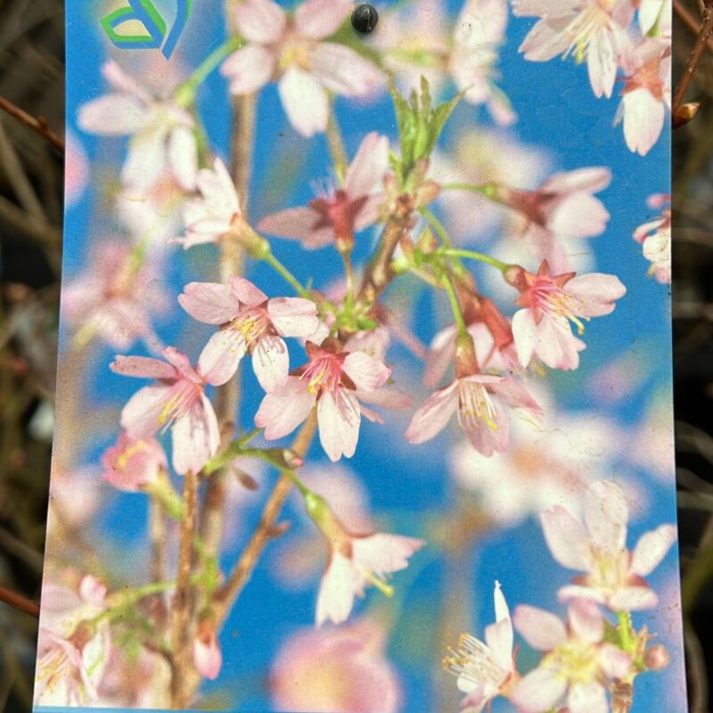 Prunus Incisa 'Paean'