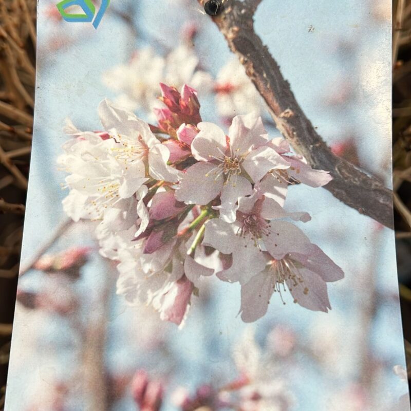Prunus Kojou-No-Mai