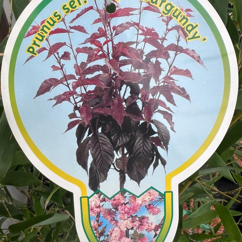 Prunus ser. ‘Royal Burgundy’  5/6ft  1/2 std