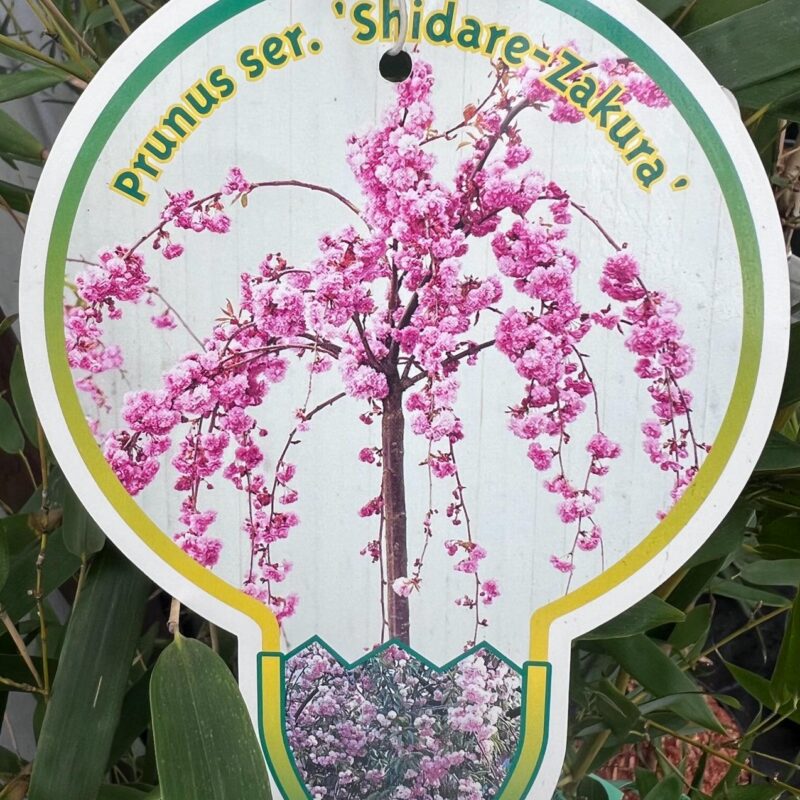 Prunus ser. ‘Shidare-Zakura ‘ 5/6ft 1/2 std
