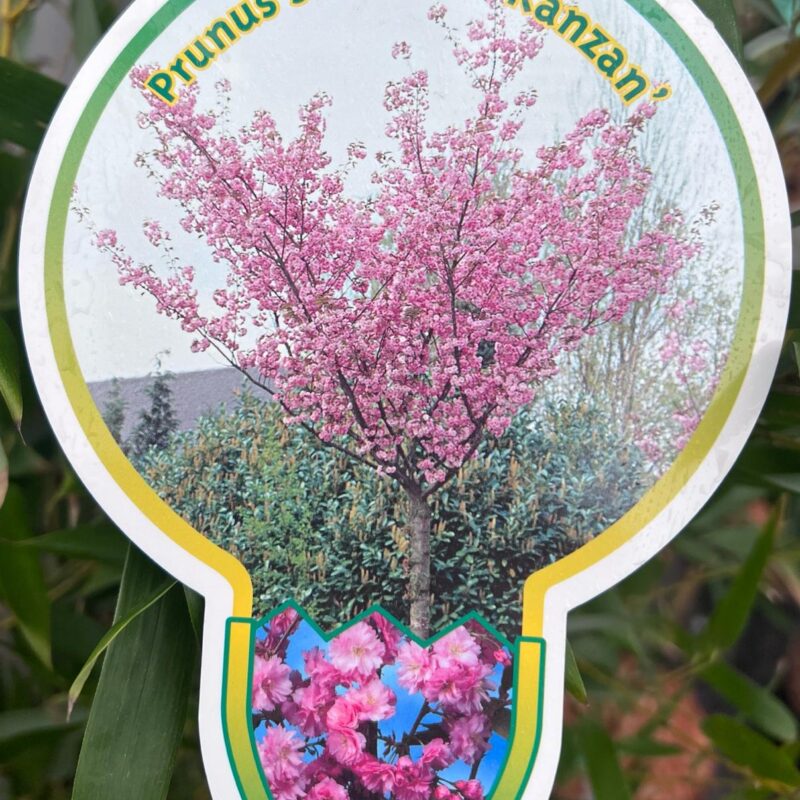 Prunus serrulata ‘kanzan’ 5/6ft 1/2 std