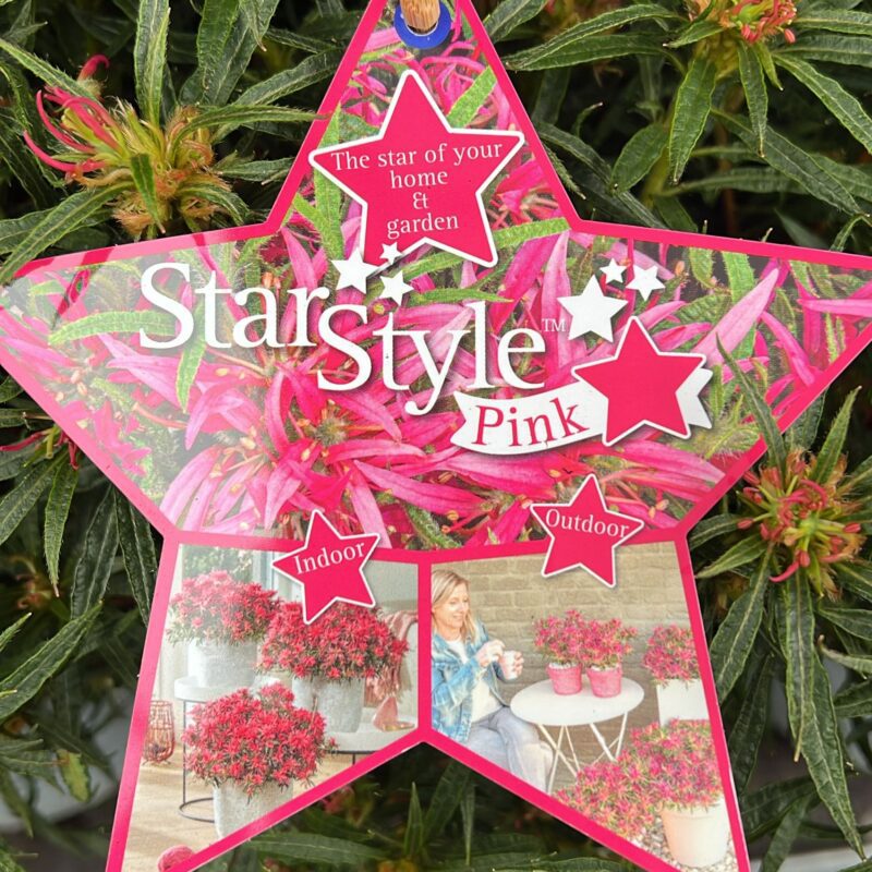 Rhododendron Star Style Pink 3ltr