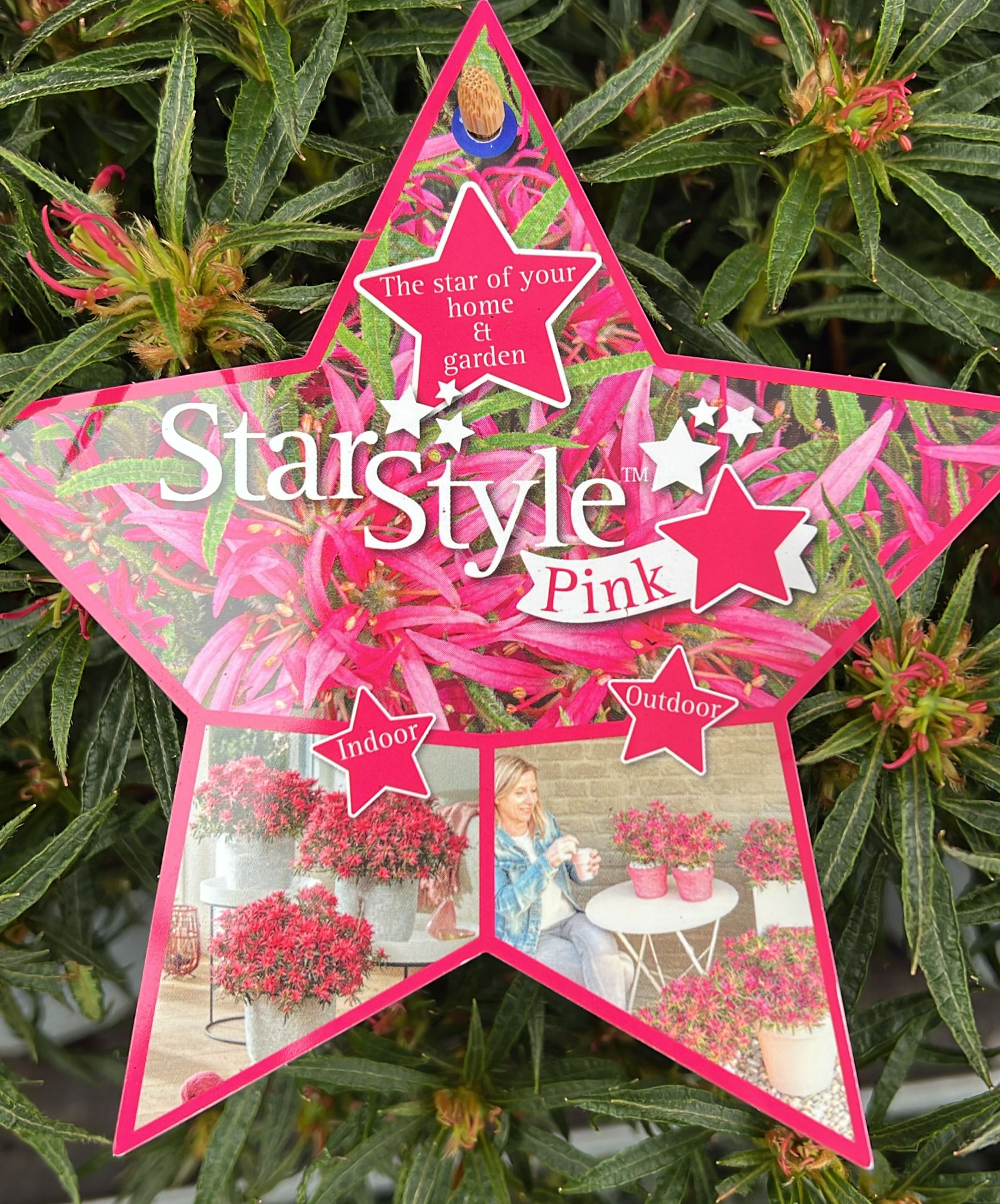 Rhododendron Star Style Pink 3ltr - Holland House Garden Centre Preston
