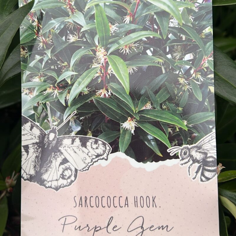 Sarcococca Hook 2ltr