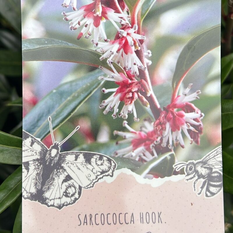 Sarcococca Winter Gem 2ltr