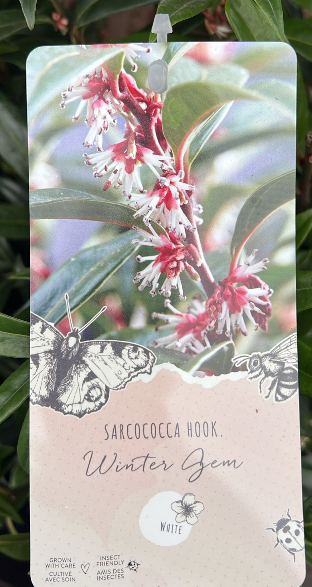 sarcococca-winter-gem-2ltr-holland-house-garden-centre-preston