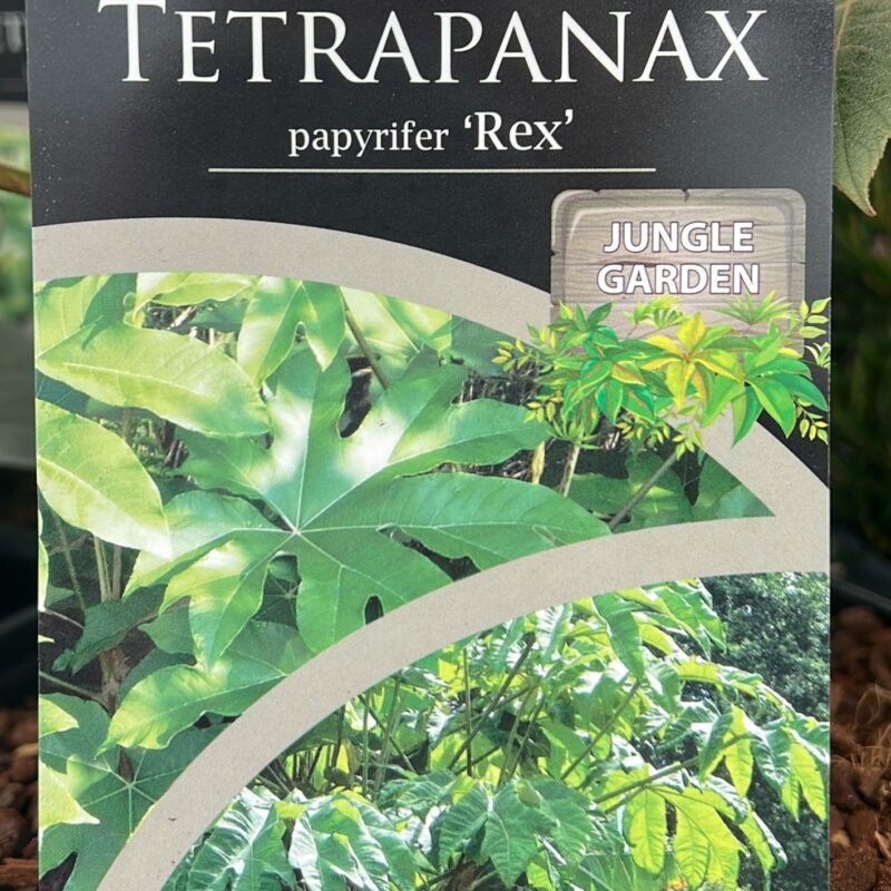 Tetrapanax papyrifer Rex 4ltr