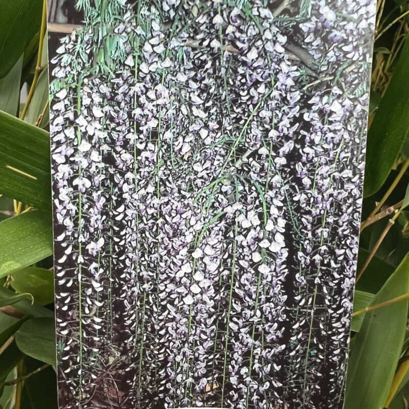 Wisteria Floribunda ‘macrobotrys’  1/2std 6ft