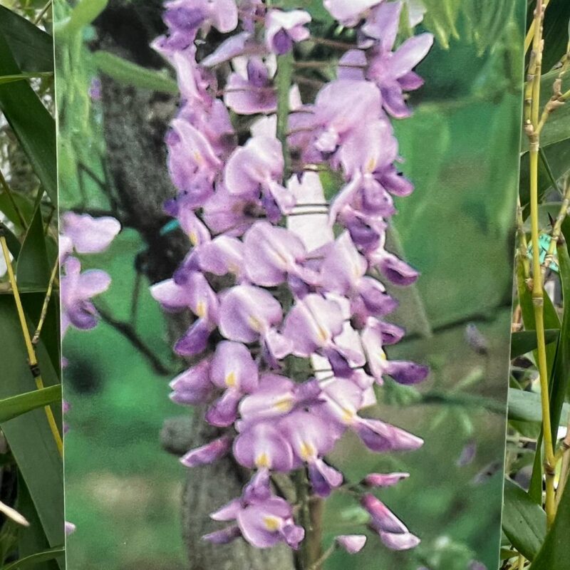 Wisteria floribunda ‘Lawrence’ 6ft 1/2std