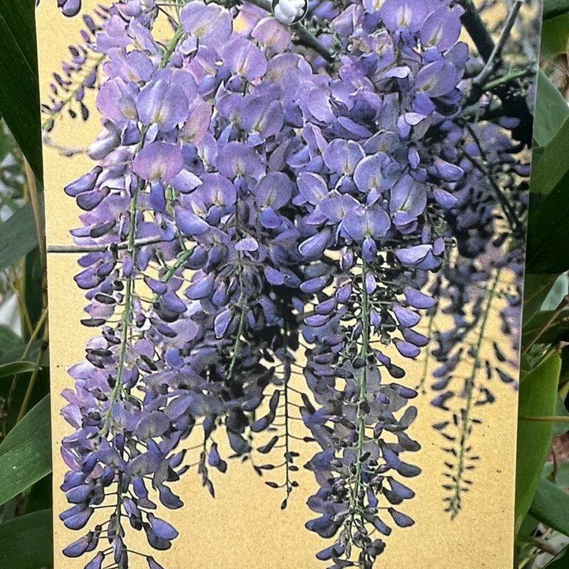 Wisteria ‘sinensis’  1/2std 6ft