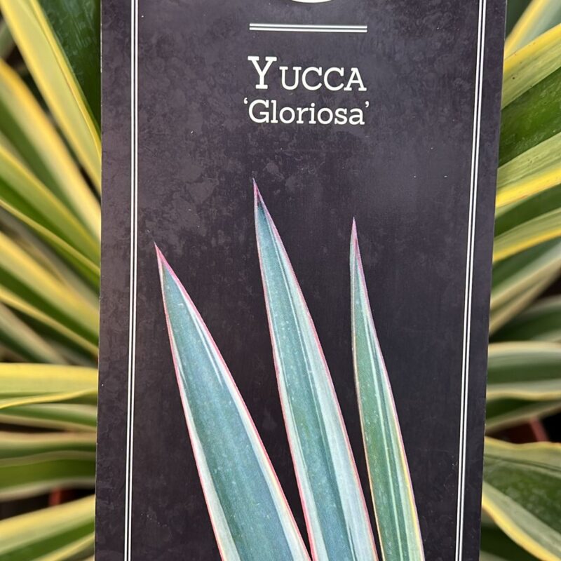 Yucca Gloriosa