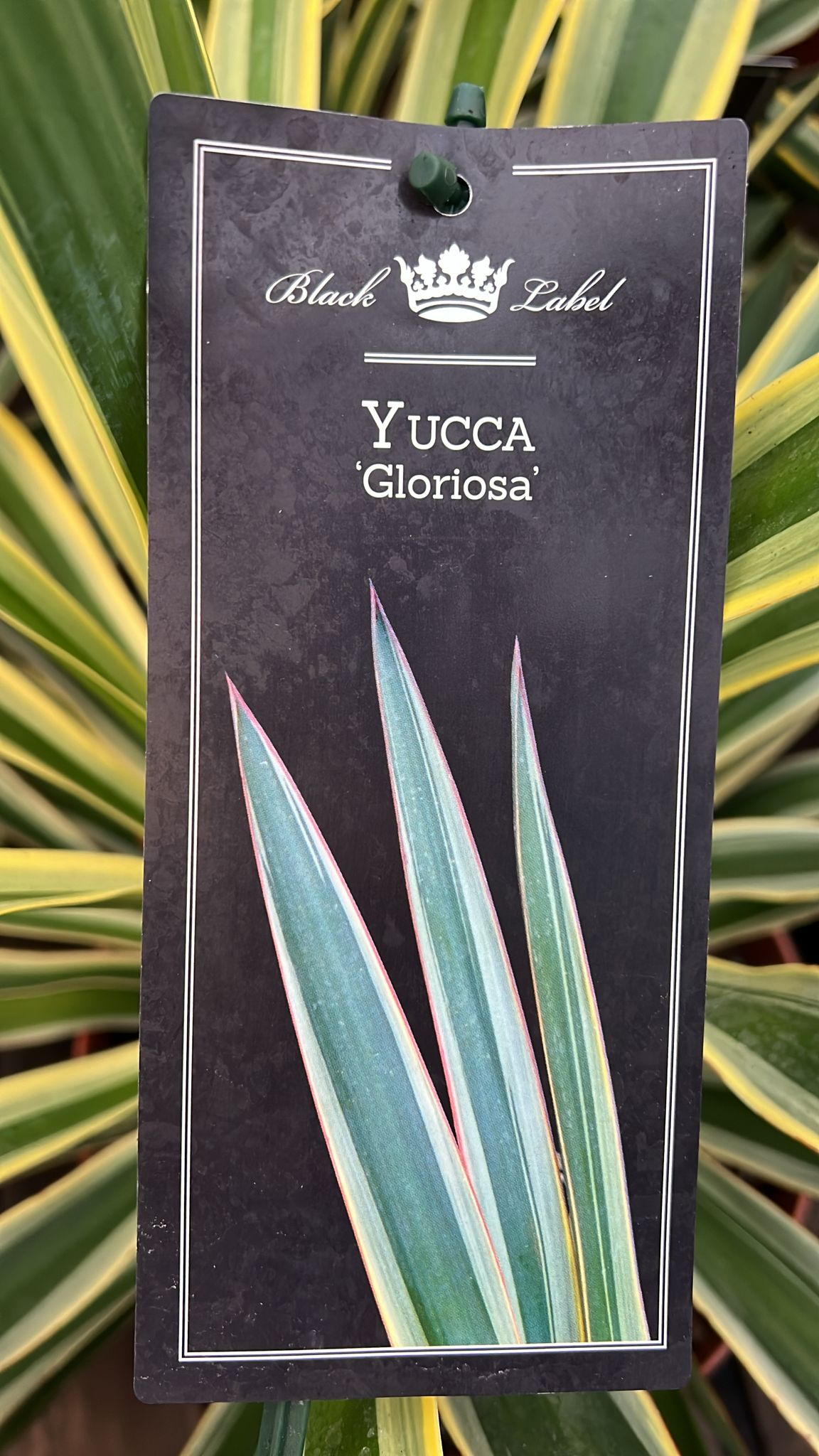 Yucca Gloriosa 5Ltr Holland House Garden Centre Preston