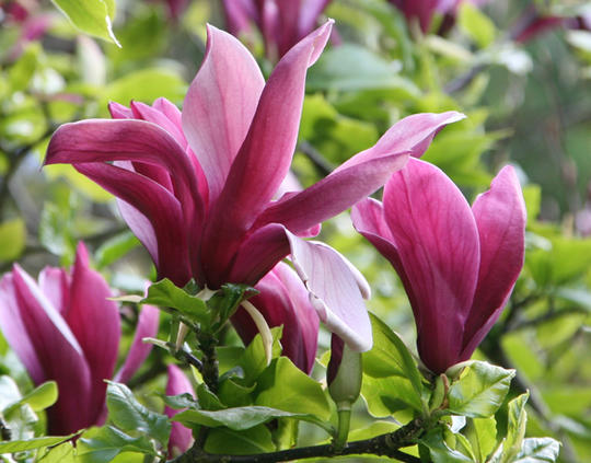 magnolia liliiflora nigra 5/6ft
