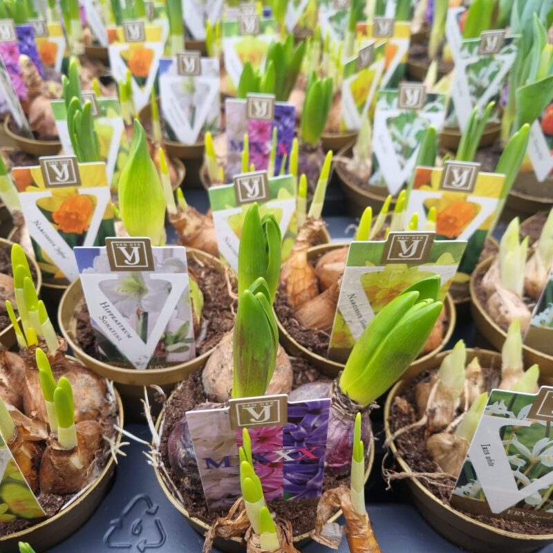 Bulb Mix x4