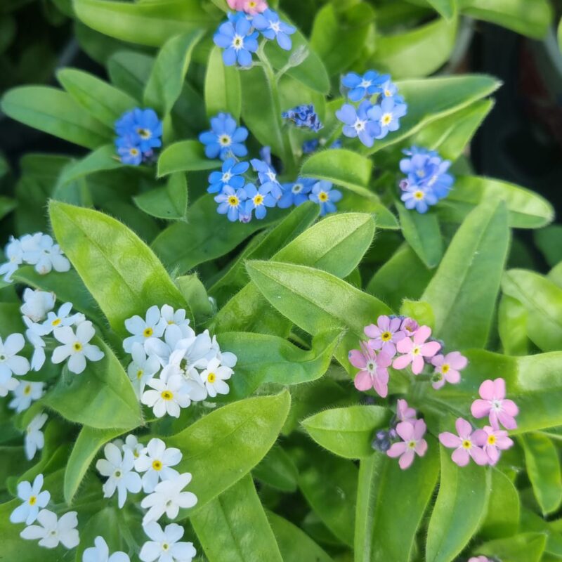 Forget me not-festival colours 12cm
