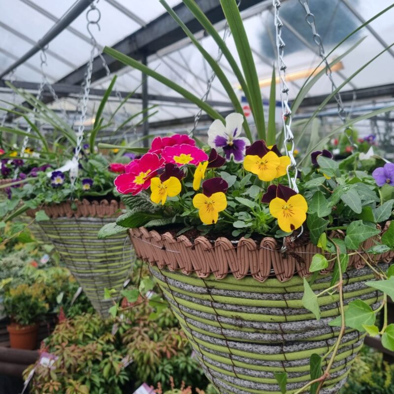 Green cones 14in 2 for £45