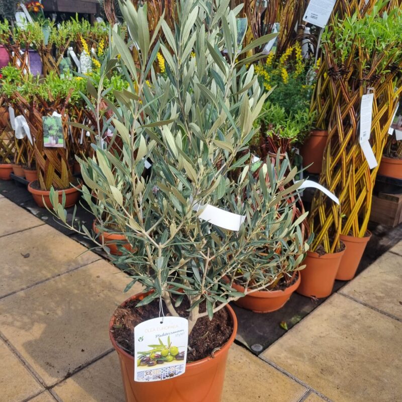 Olive Bush 70cm