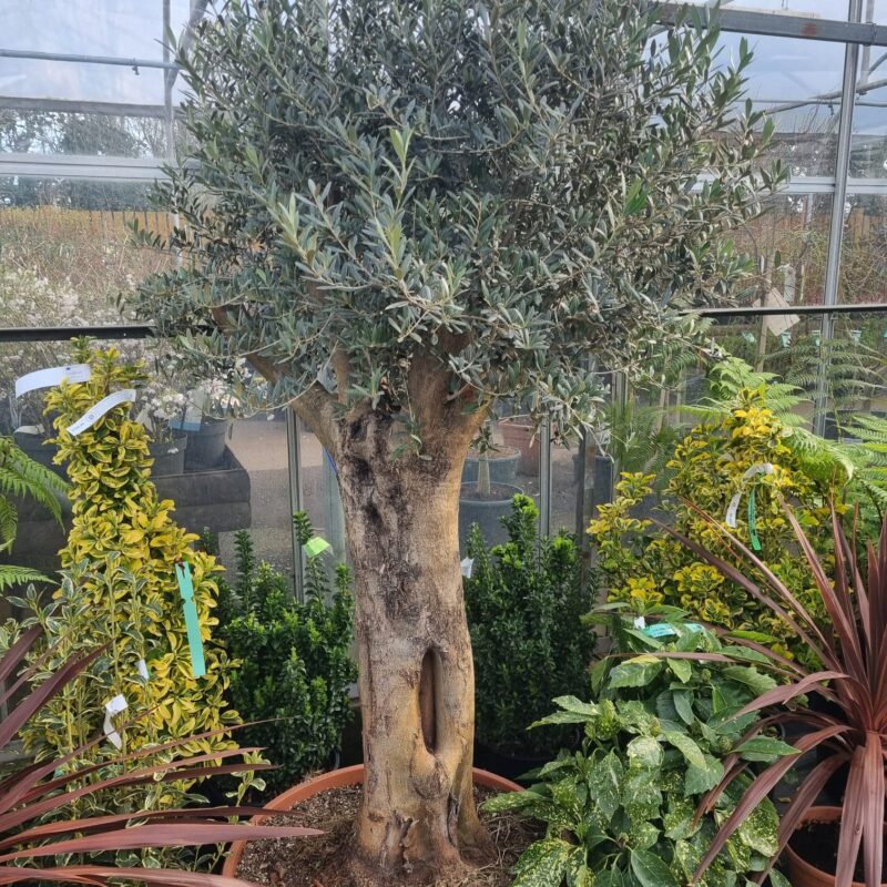 Olive bonsi std 190cm
