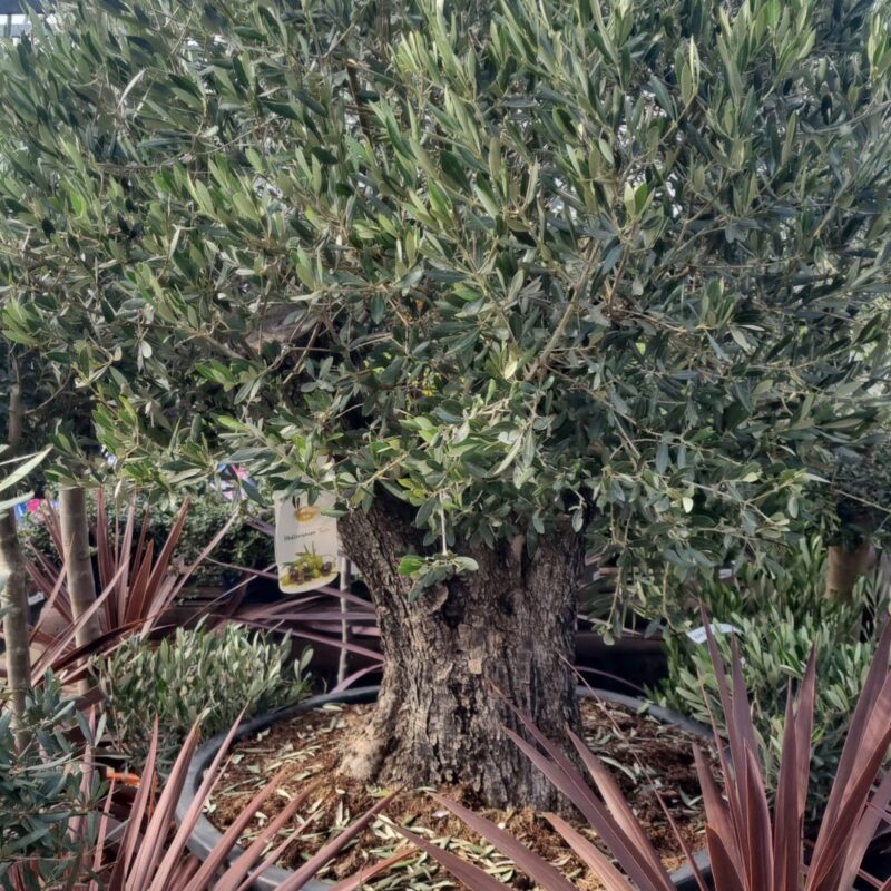 Olive gnarly trunk 180cm