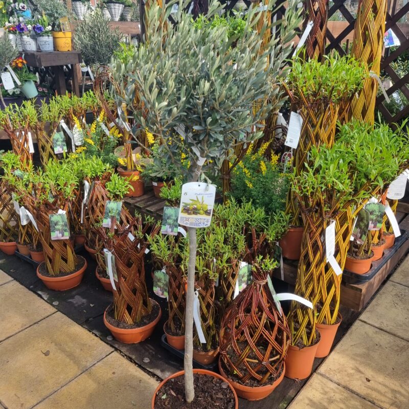 Olive std 110cm