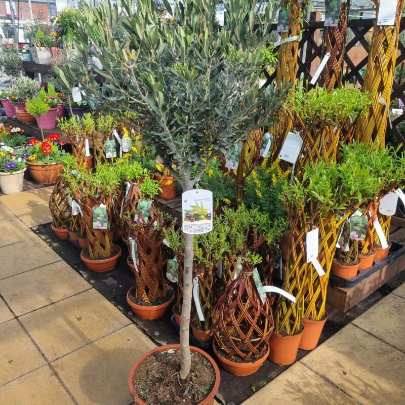 Olive std 130cm