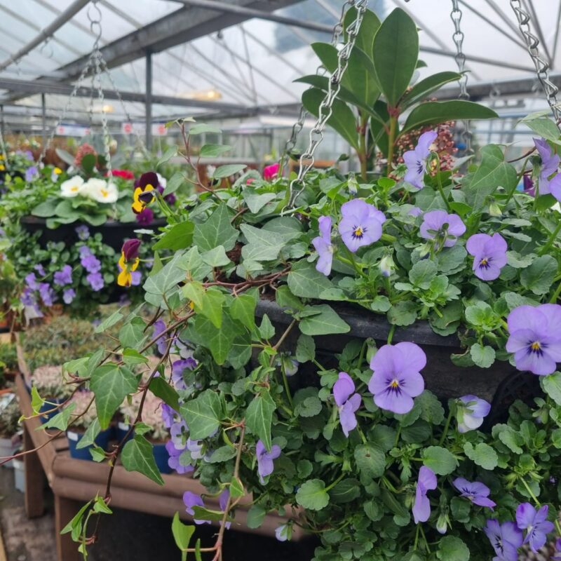 Patch baskets 2 for £55