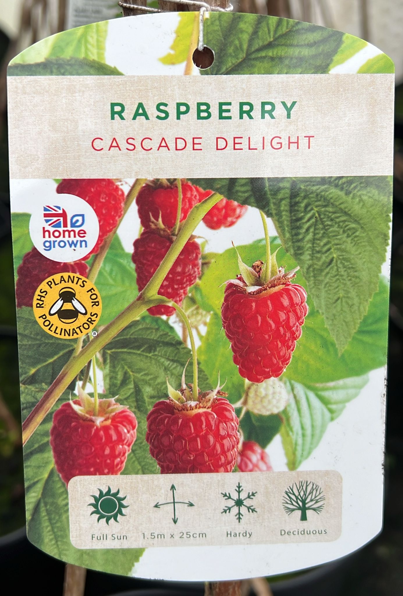 Raspberry Cascade Delight 7.5ltr Holland House Garden Centre Preston