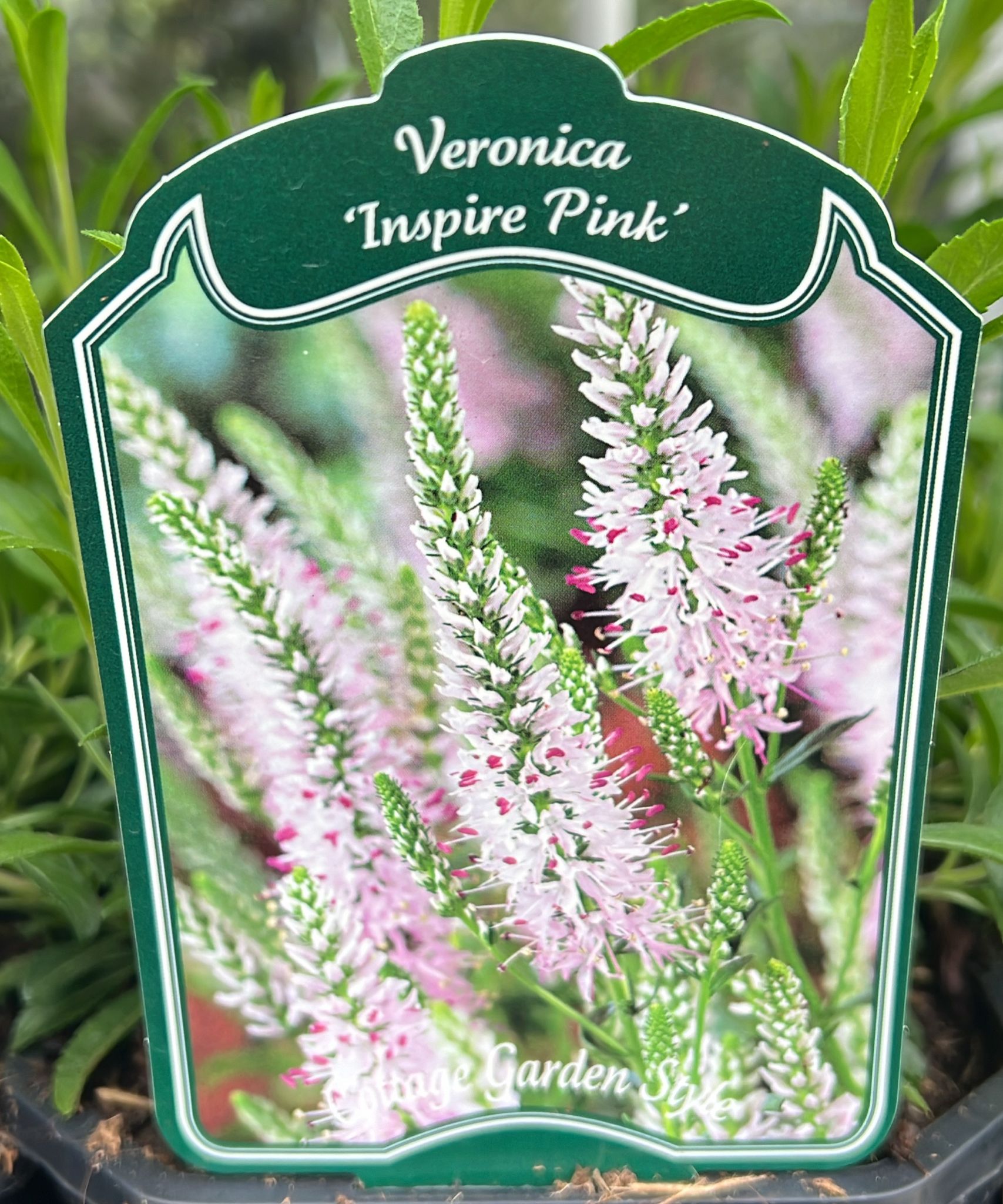 Veronica Inspire pink 2ltr - Holland House Garden Centre Preston