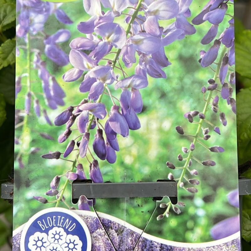 Wisteria Sinensis 1.5ltr