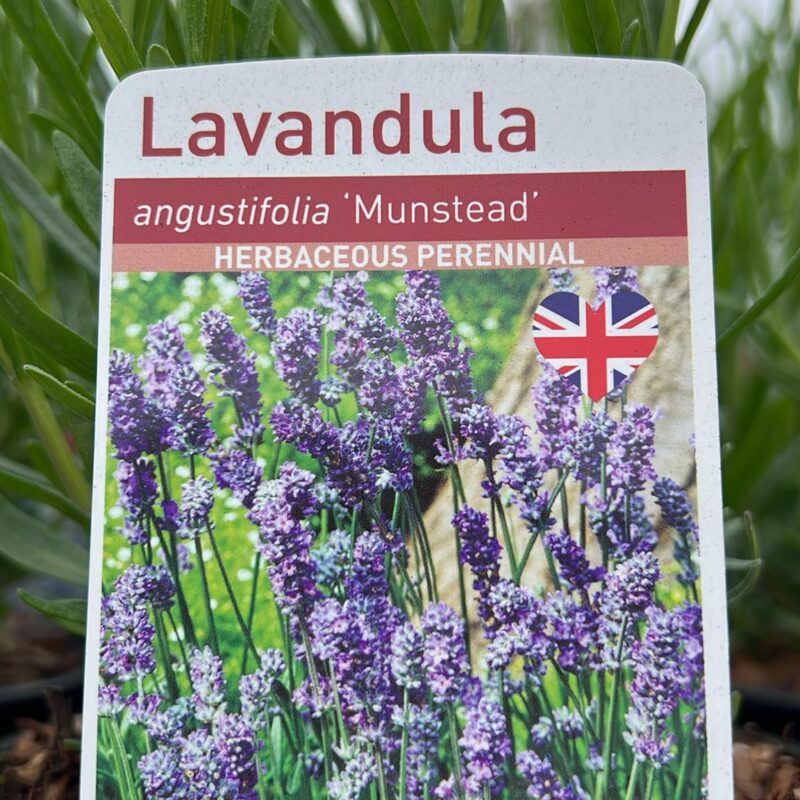 Lavandula Angustifolia 1ltr