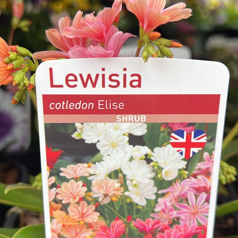 Lewisia Elise 2 ltr
