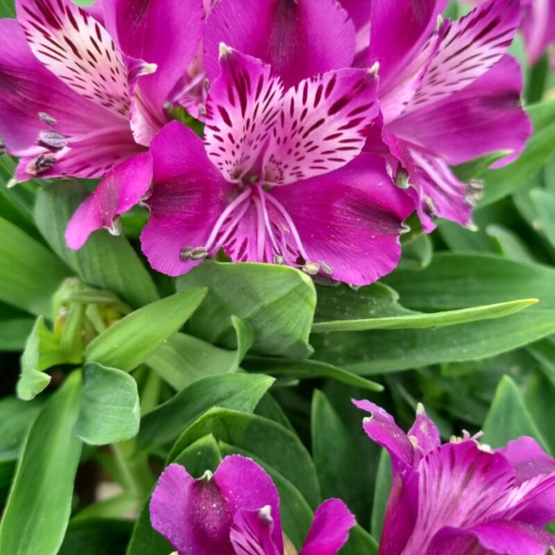 Alstromeria inca purple 3ltr