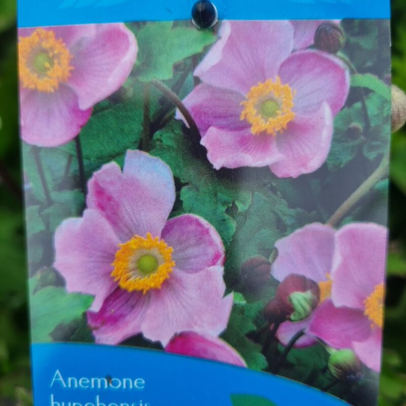 Anemone rose shades 2ltr