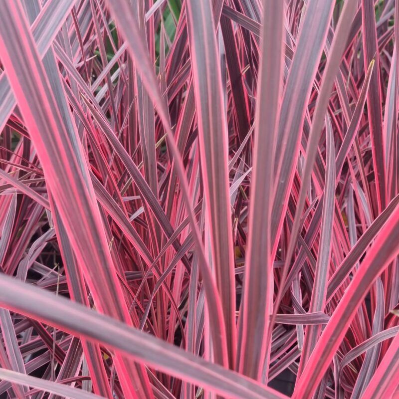 Cordyline varigated pink 3ltr