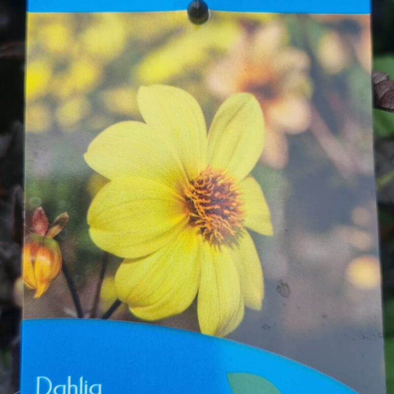 Dahlia happy day yellow 2ltr