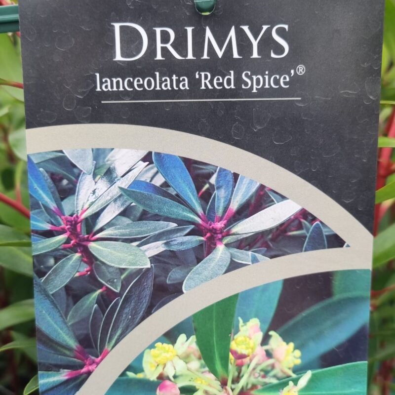 Drimys red spice 3ltr