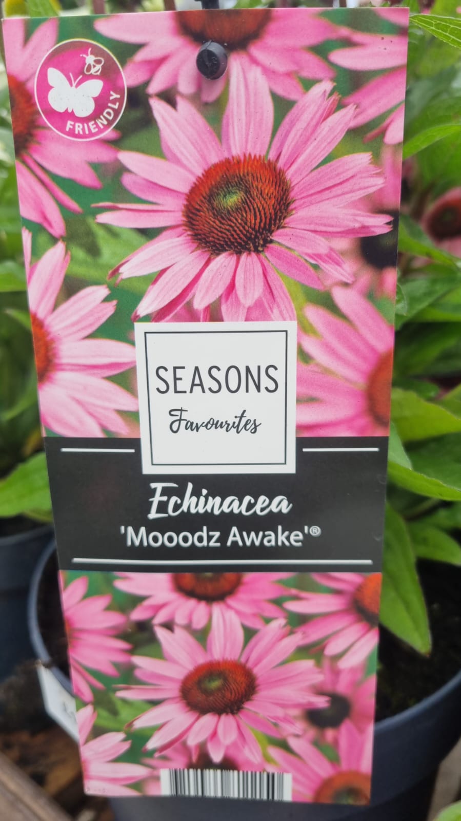 Echinacea mooodz awake 2lt Holland House Garden Centre Preston