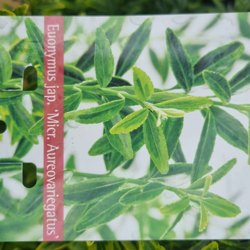 Euonymus aureovariegatus 2ltr