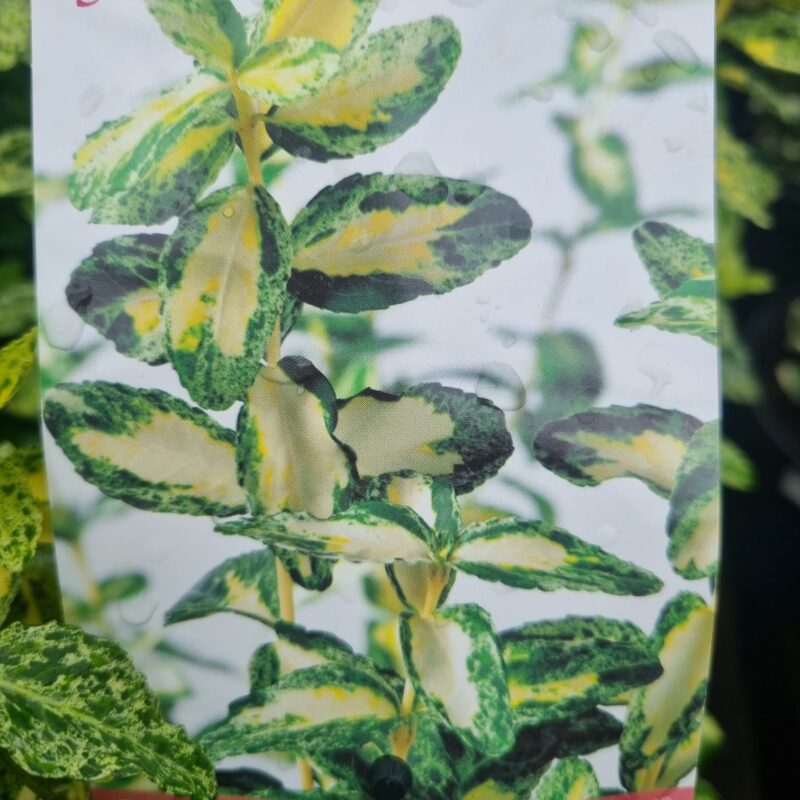 Euonymus golden harlequin 2ltr