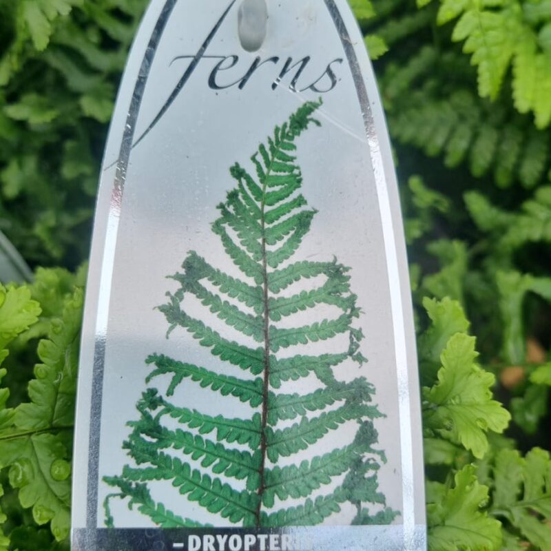 Fern dryopteris 2ltr