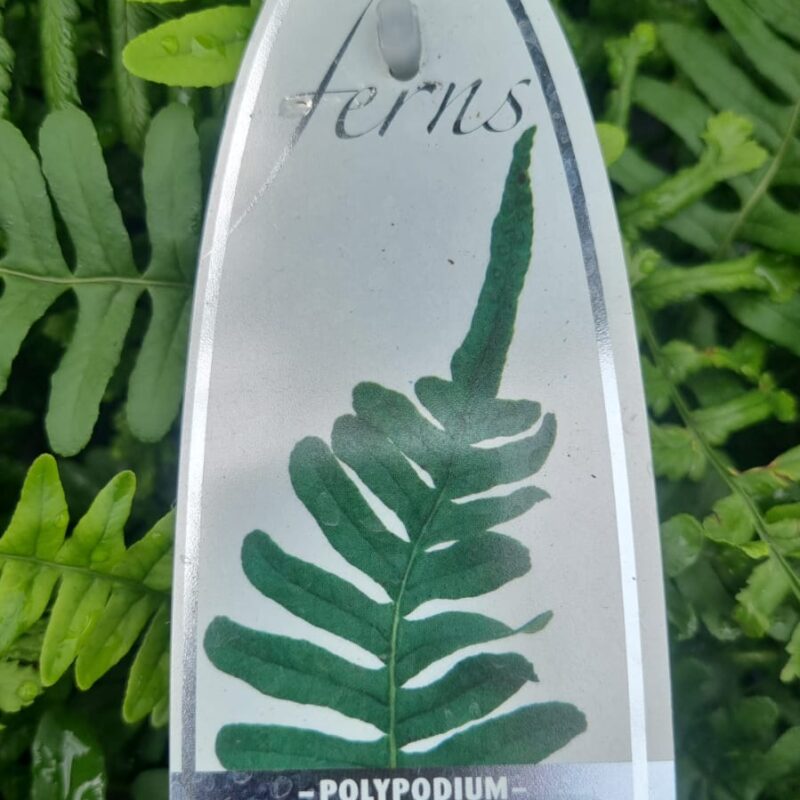 Fern polypodium 2ltr