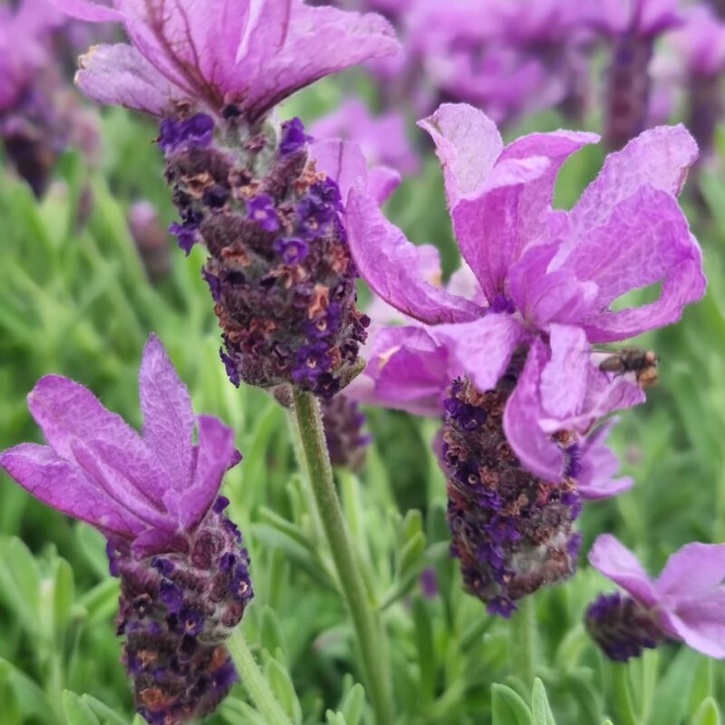 Lavender stoechas 2ltr