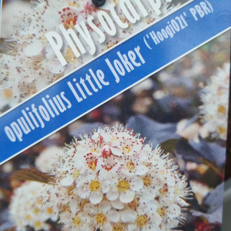 Physocarpus little joker 3ltr